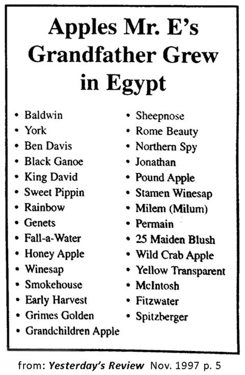 apples grown in Egypt