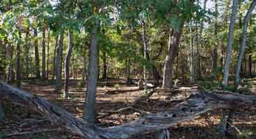 Old Concord cemetery