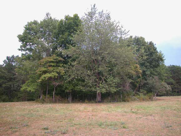 Mauzy Cemetery in trees